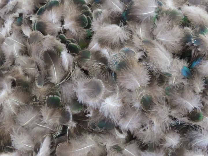 Metallic Green Weaver Feathers Bulk
