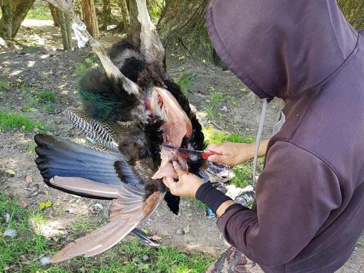 Jarno breasting a peacock