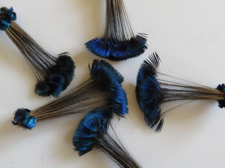 Blue Crest Feathers Bulk