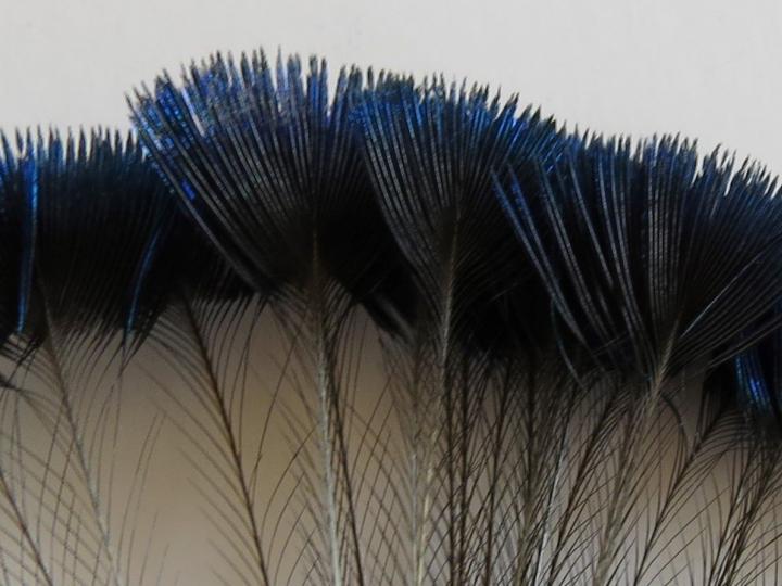 Blue Crest Feathers Closeup
