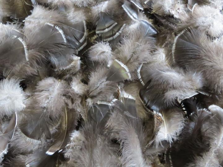 Chocolate White Tipped Feathers Bulk