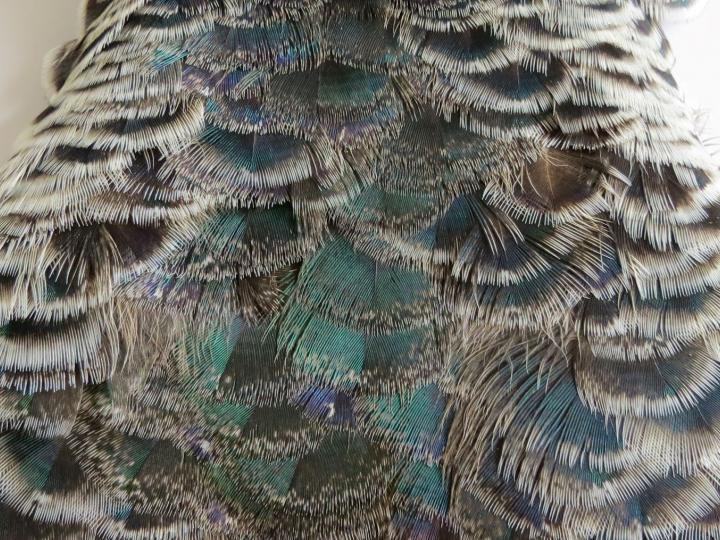 Metallic Green Weaver Feathers Layered