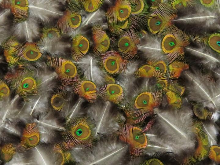 Peacock Miniature Shell Eyes Feathers Bulk