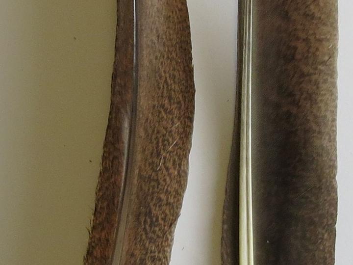 Peahen Primary Wing Quill Closeup