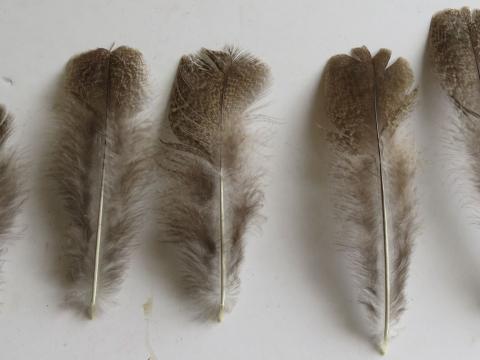 Silver Brown Feathers Medium