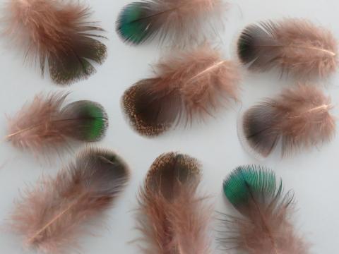 Metallic Green Weaver Feathers Closeup with a light blue background to show the white tips