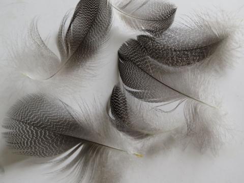Speckled Dark Feathers Closeup