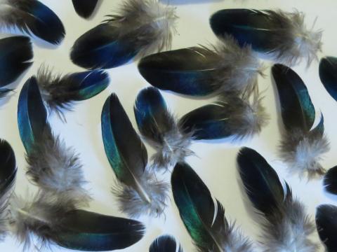 Blue Wing Feathers Closeup