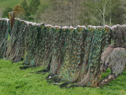 peacock tails