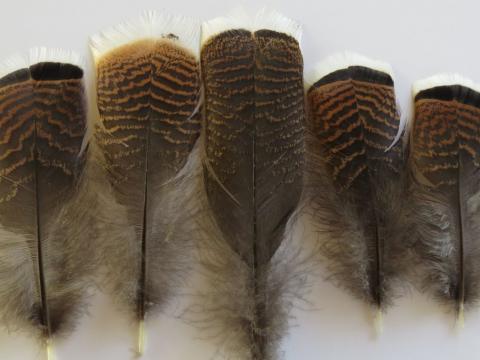 Turkey Flats Short Feathers Closeup