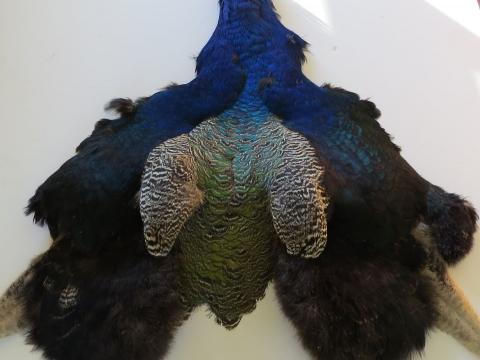 Simmering Green Peacock Pelt