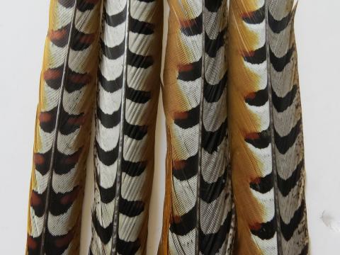 Reeve's Pheasant Tail Feathers Long Closeup