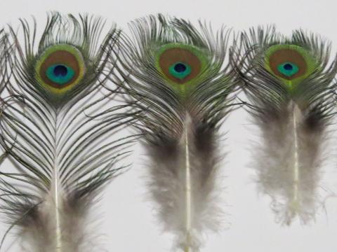 Peacock Eye Feathers Tiny Eyes Closeup