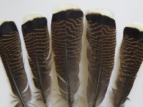 Turkey Flats Feathers Closeup