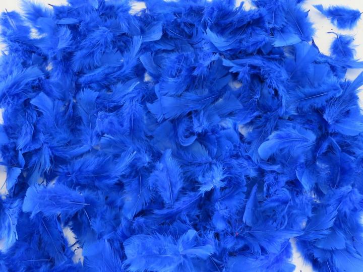 Blue Turkey Plumage Bulk