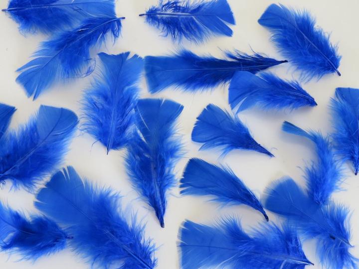 Blue Turkey Plumage Closeup