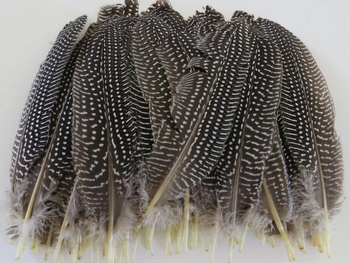 guineafowl-quills-bulk.jpg