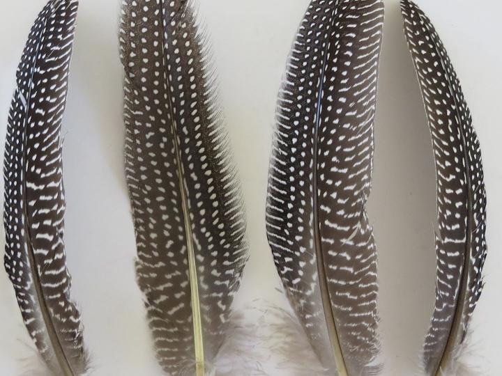 guineafowl-quills-closeup.jpg