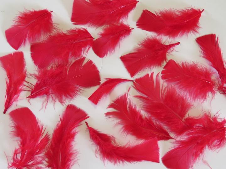 Red Turkey Plumage Closeup