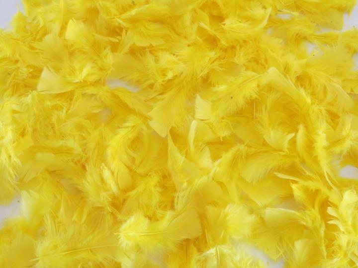 Yellow Turkey Plumage Bulk