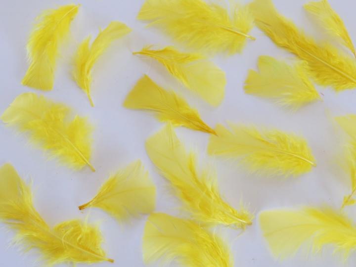 Yellow Turkey Plumage Closeup