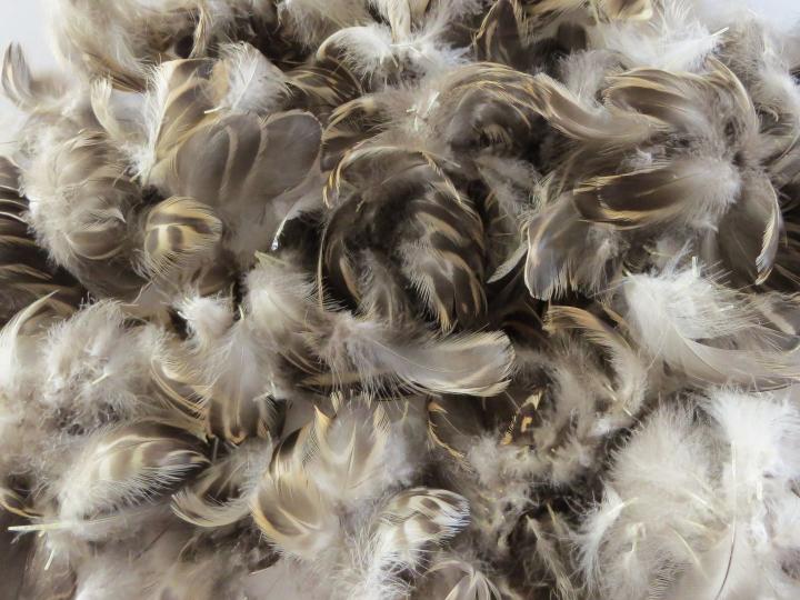 Chocolate Cream Loose Feathers Bulk