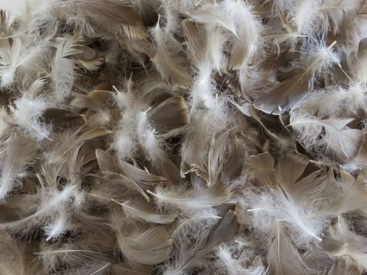 Grey Goose Feathers Bulk