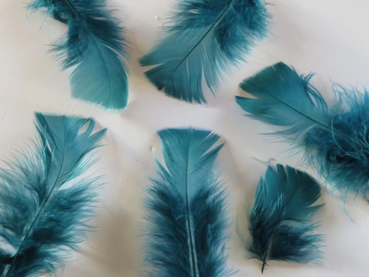 Aqua Green Turkey Feathers Closeup