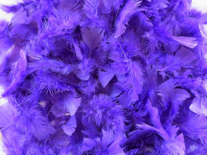 Purple Turkey Feathers Bulk