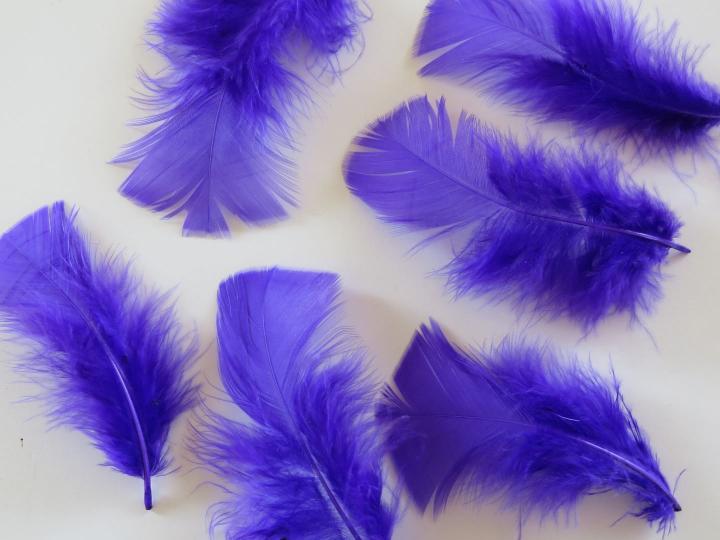 Purple Turkey Feathers Closeup