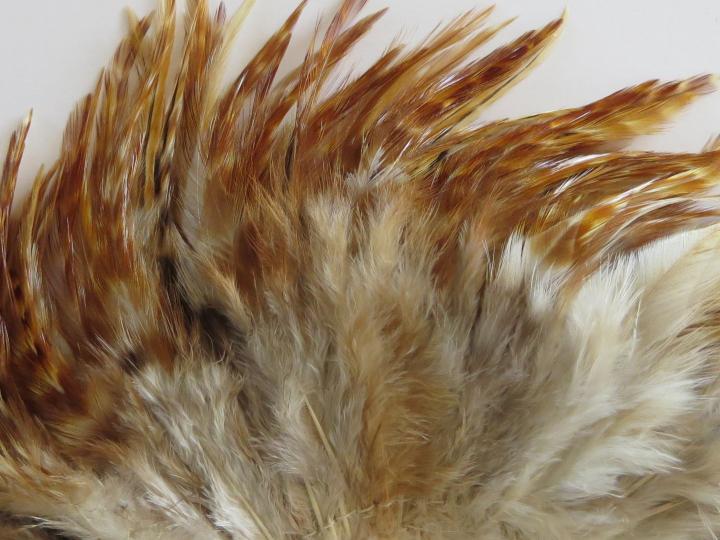Red Chinchilla Saddle Feathers Closeup