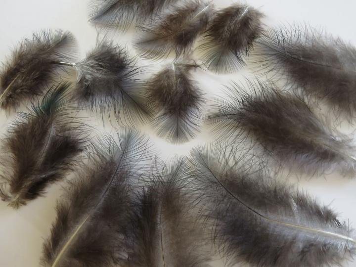 Splayed Tip Emerald Green Feathers Closeup