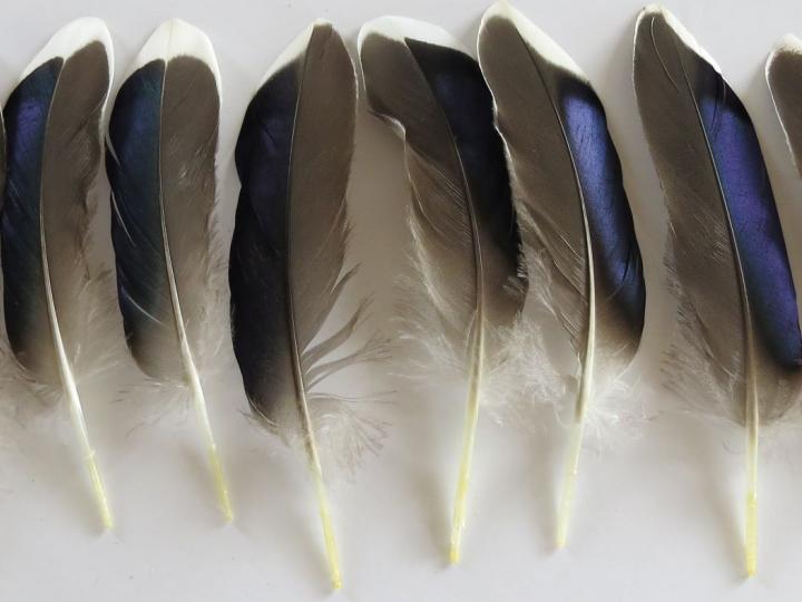 Metallic Blue Quills