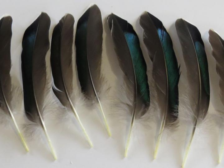 Metallic Green Quills Bulk