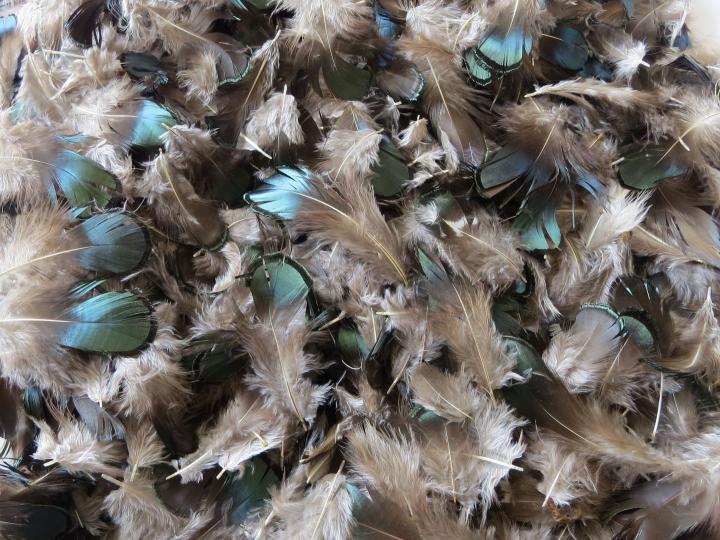 Lady Amhurst Green Loose Feathers Bulk