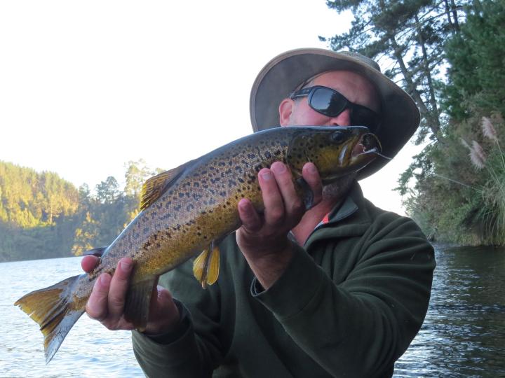 Beautiful Brown Trout