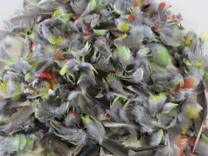 Rosella Feathers Bulk