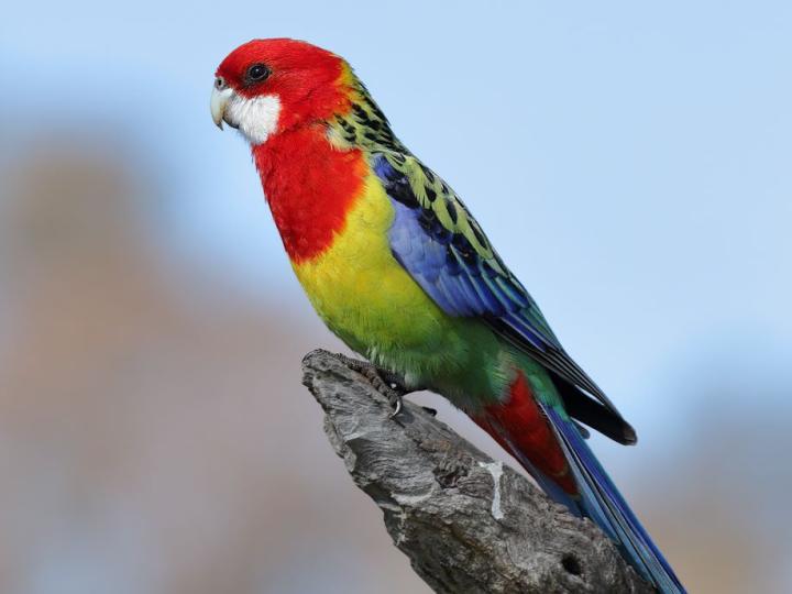 Rosella
