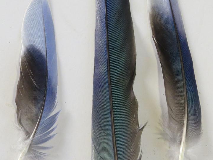 Rosella Tail Feathers closeup