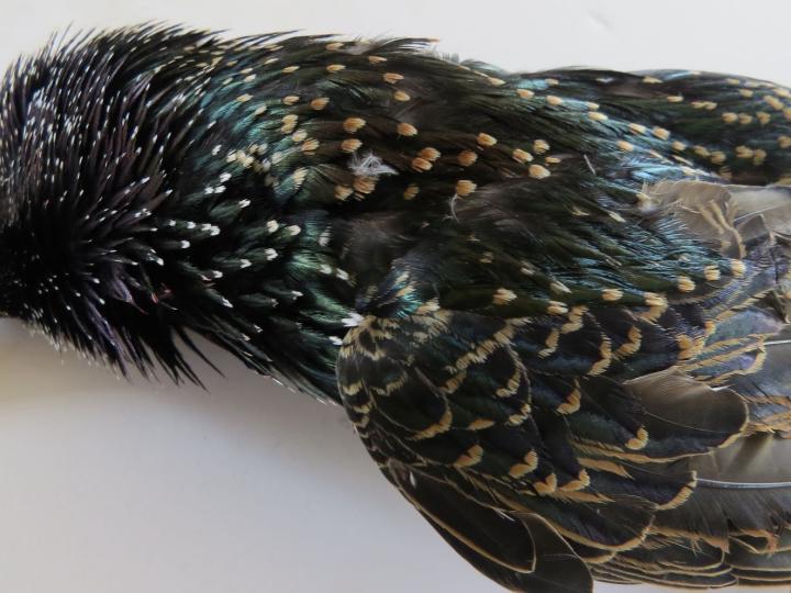 Starling