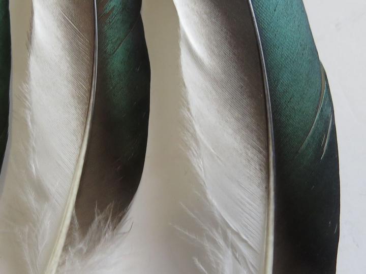 Shiny Green Quills Closeup