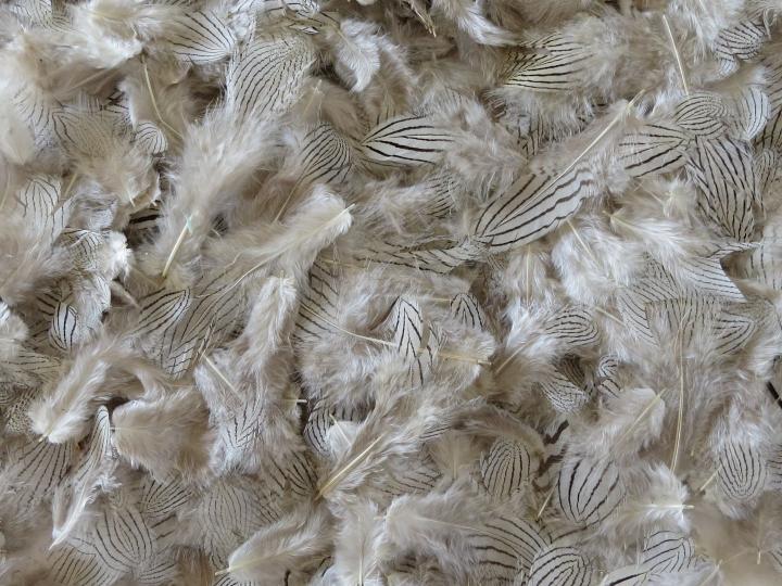 Silver Pheasant Feathers Bulk