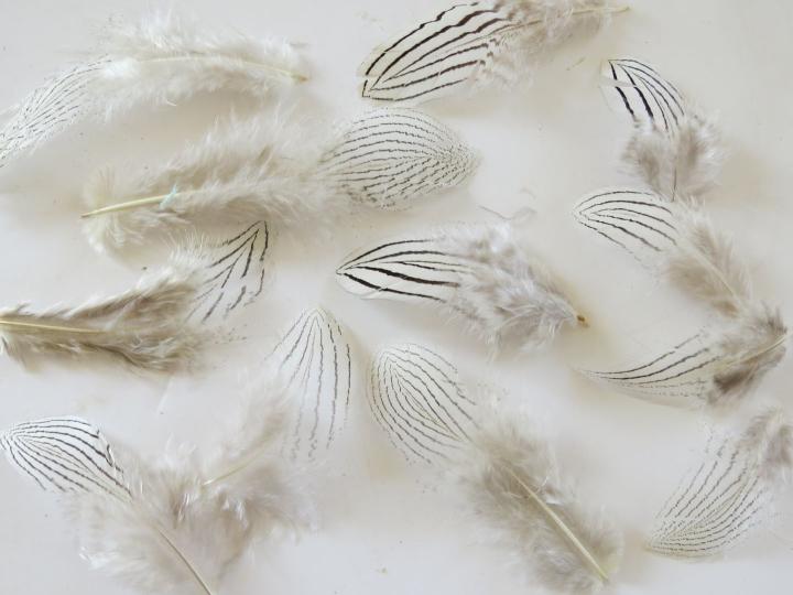 Silver Pheasant Feathers Closeup