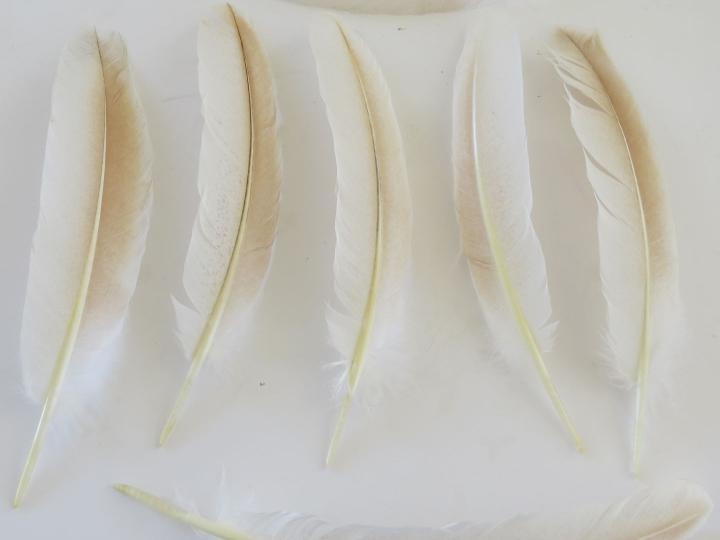 White and Ginger Turkey Quills
