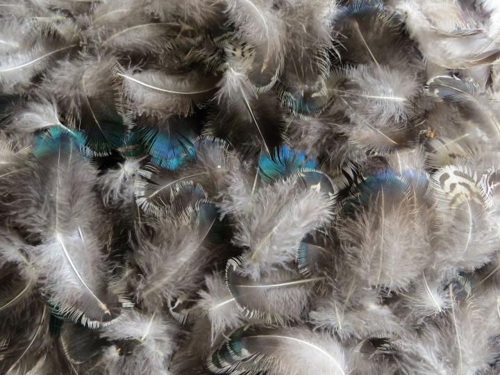 Calico Green Feathers Bulk