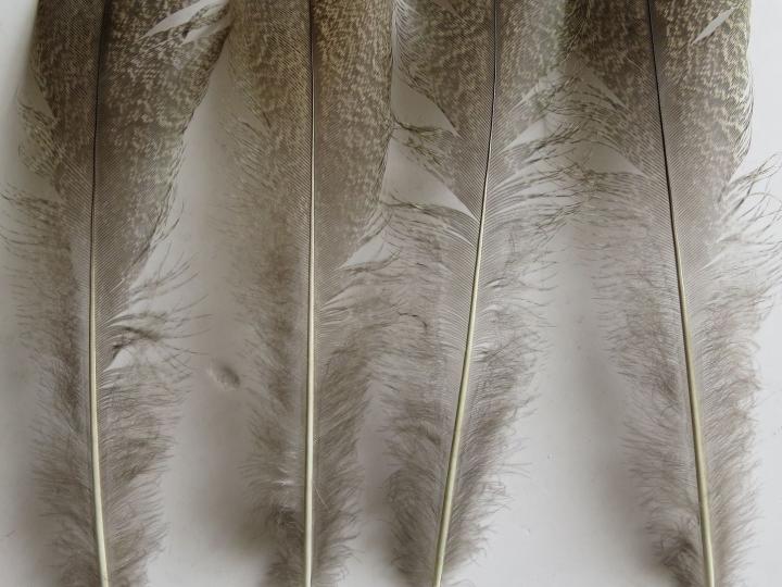 Silver Brown Feathers Long