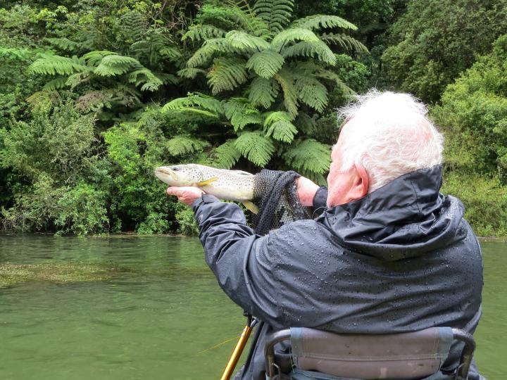 Brown trout in the rain