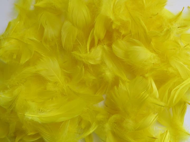 Yellow goose feathers bulk