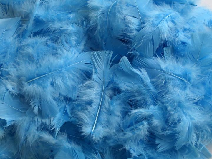 Baby Blue Turkey Plumage Feathers Bulk
