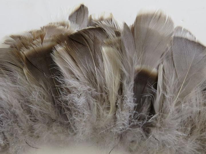Grey Goose Strung Feathers Closeup